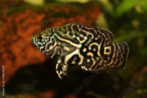Tiger Oscar Cichlid Astronotus ocellatus aquarium fish 