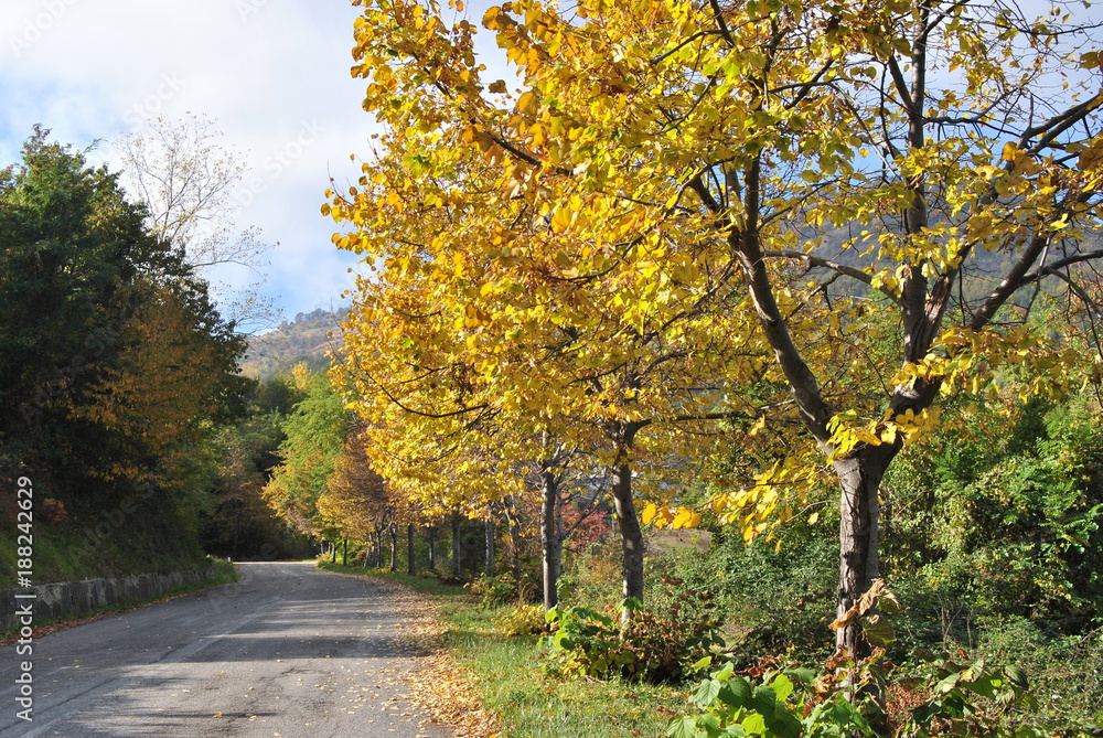 Naklejka premium Natura autunnale