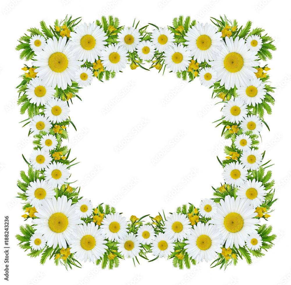 Wild flowers in square frame Wild flowers in square frame