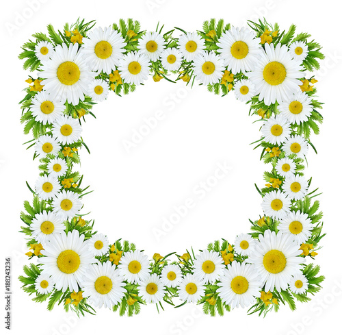 Wild flowers in square frame