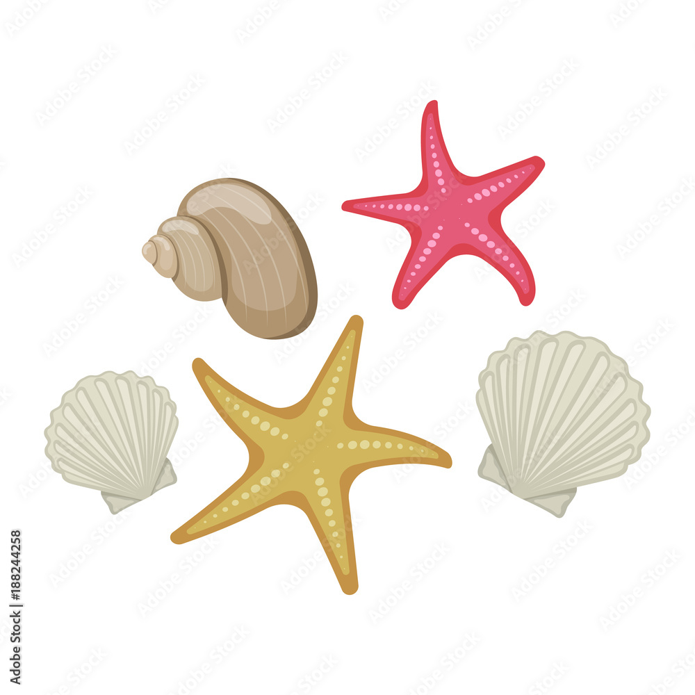 Shells and starfish on white background, cartoon illustration. Vector
