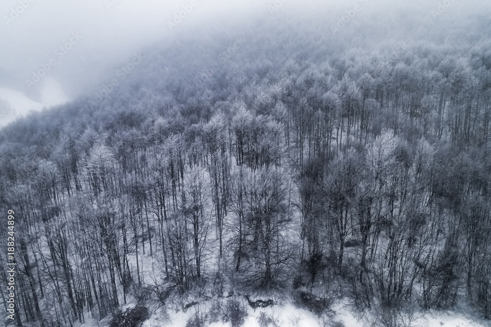 Aerial view of forest in the winter during the snowfall Aerial view of forest in the winter during the snowfall