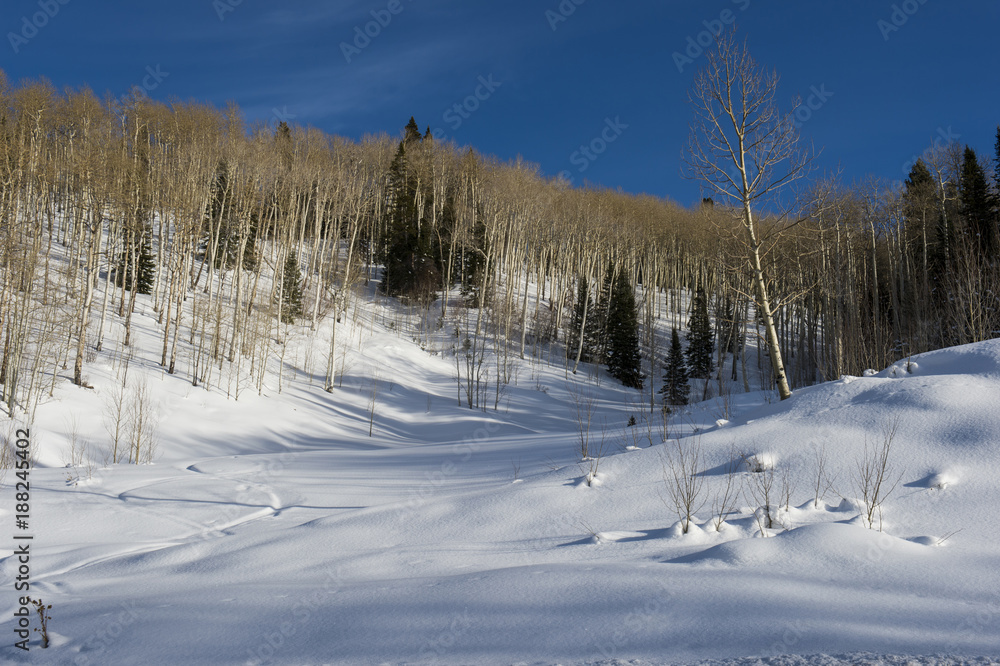 Colorado Winter