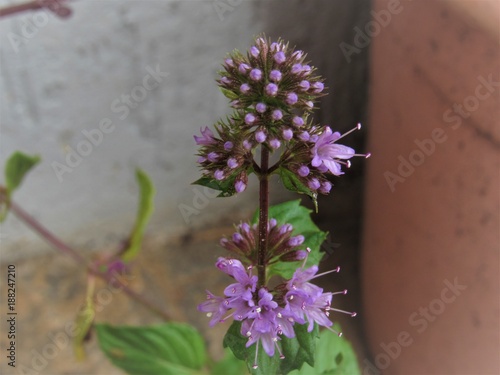 Flor da erva levante.