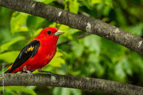 A Scarlet Tanager perched in a tree during breeding season.