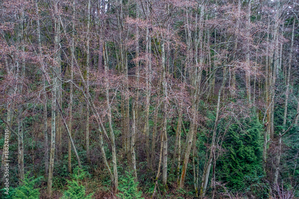 Winter Trees Background Winter Trees Background