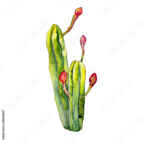 Exotic wildflower cactus in a watercolor style isolated. Full name of the plant: cactus. Aquarelle wild flower for background, texture, wrapper pattern, frame or border.