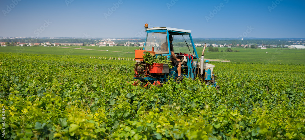 Fototapeta premium tracteur dans les vignes