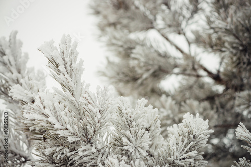 The branches of the coniferous tree are completely covered with snow. Beautiful snow-white texture.