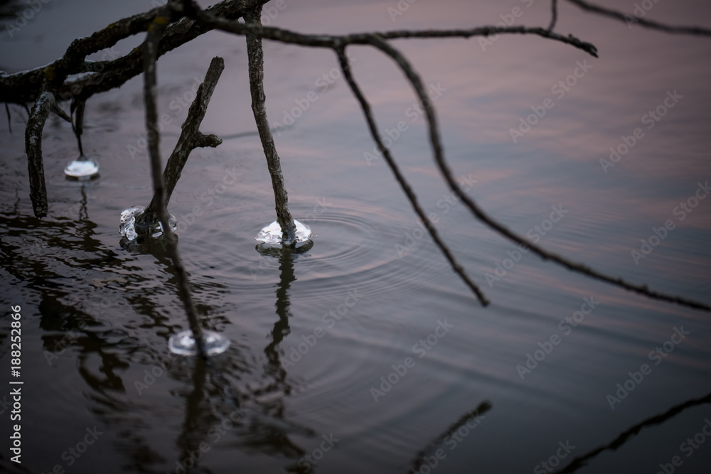 Fototapeta premium Branches with ice 2