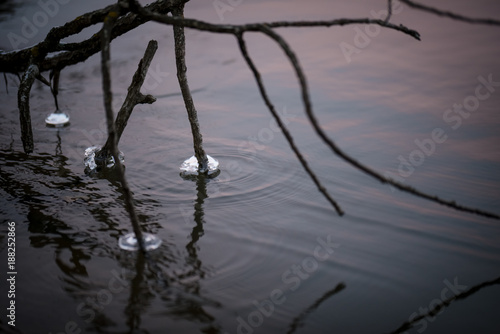 Branches with ice 2 photo