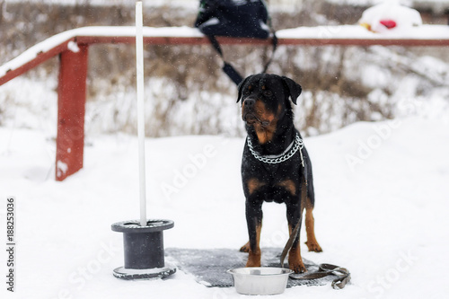 Rottweiler waiting for the owner , on the street in winter