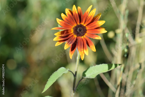 Rusty Sunflower 02