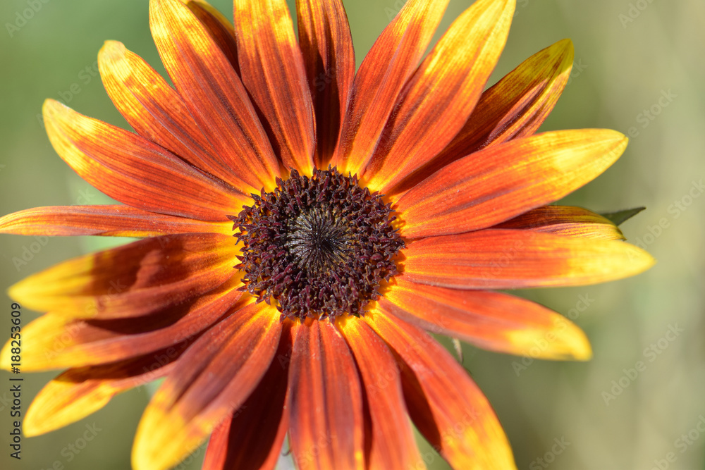 Rusty Sunflower Macro Rusty Sunflower Macro