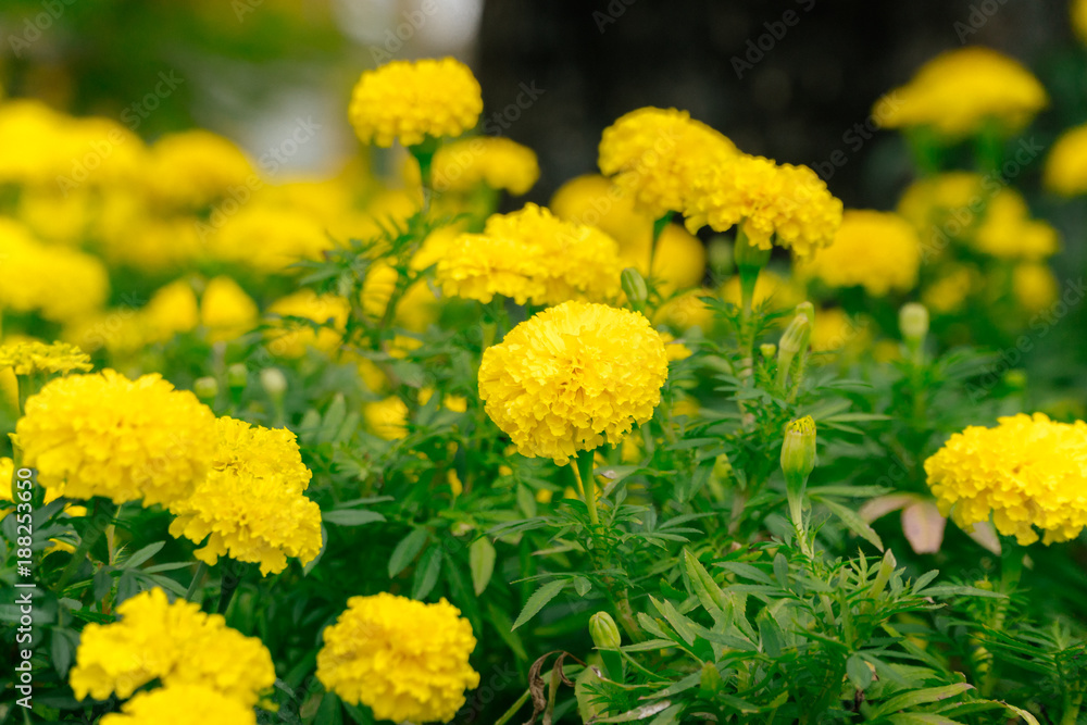Lots of beautiful marigold flowers in the garden Lots of beautiful marigold flowers in the garden