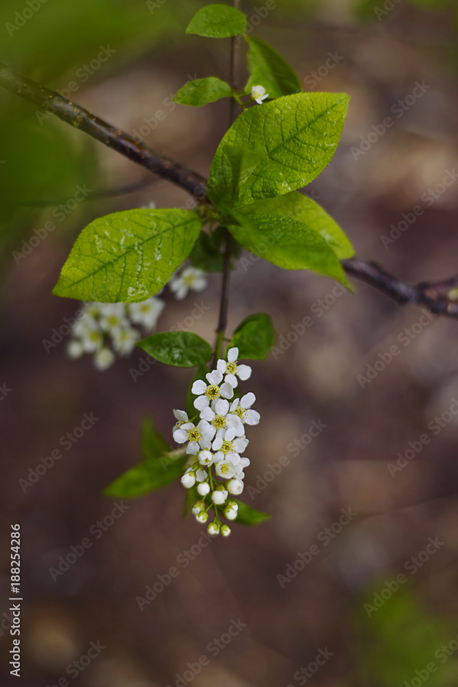 Flowers and leaves of bird-cherry tree close-up Flowers and leaves of bird-cherry tree close-up