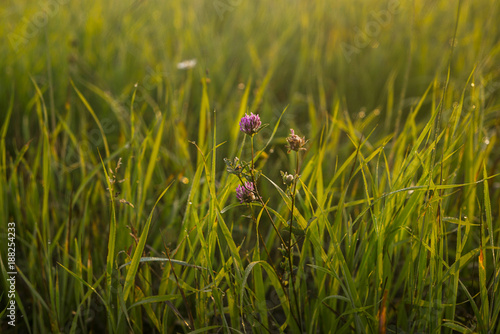 clover flower and grass in the background