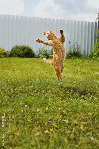Ginger cat in a jump on rgass