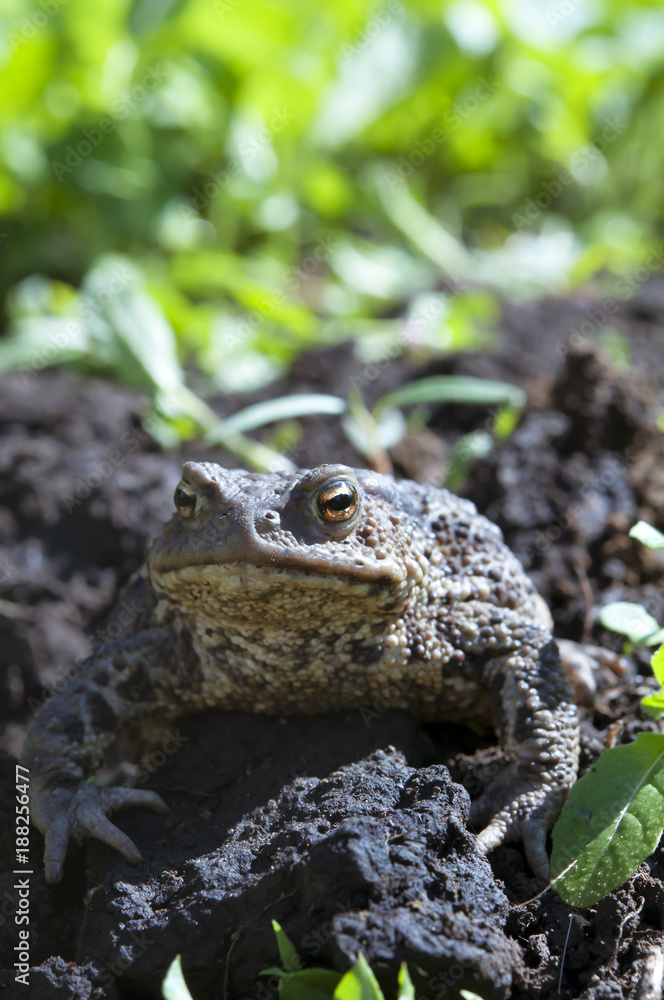 Obraz premium frog