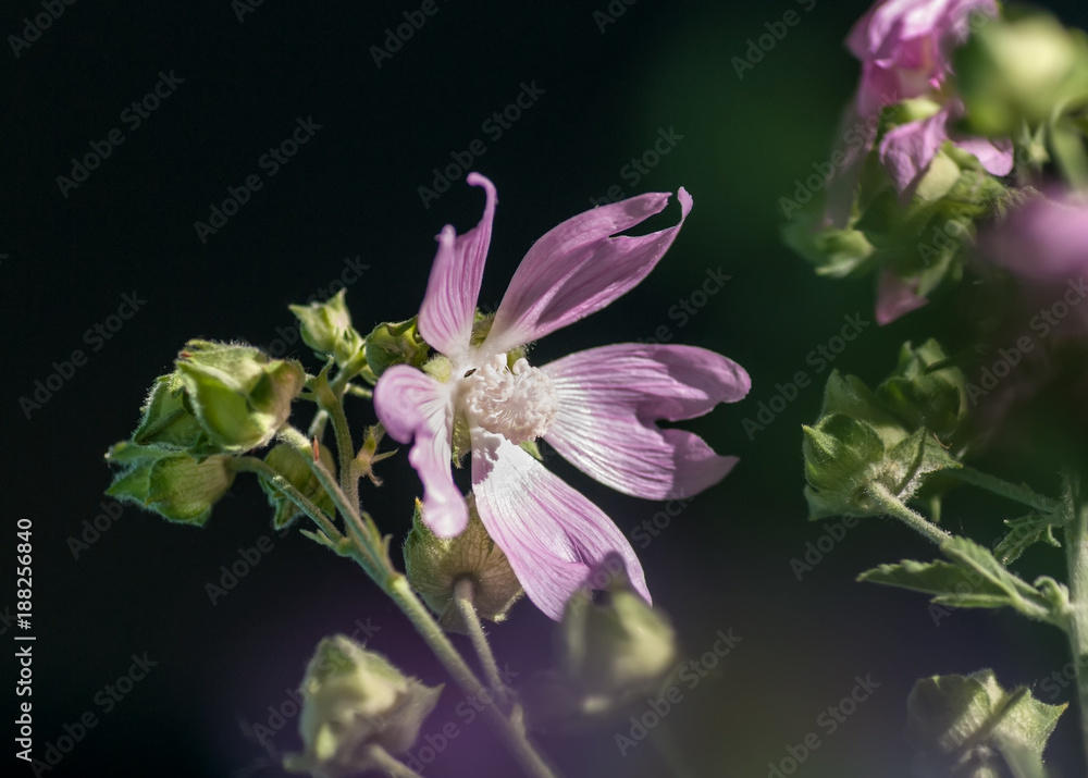 Malvaceae flower on a dark background closeup Malvaceae flower on a dark background closeup