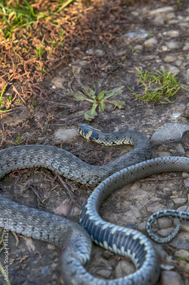 Fototapeta premium snake