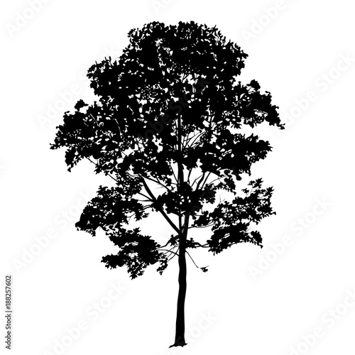 Silhouette of a big maple with leaves