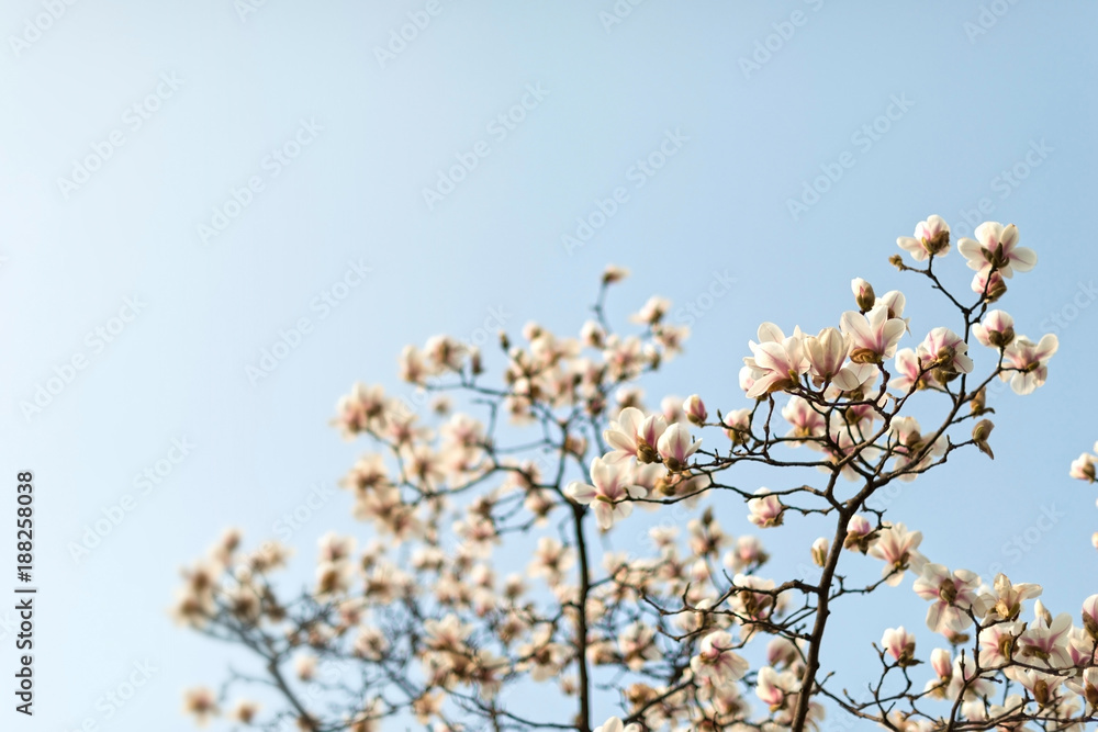 Park in early spring. Located in Nanjing, Jiangsu, China. Park in early spring. Located in Nanjing, Jiangsu, China.