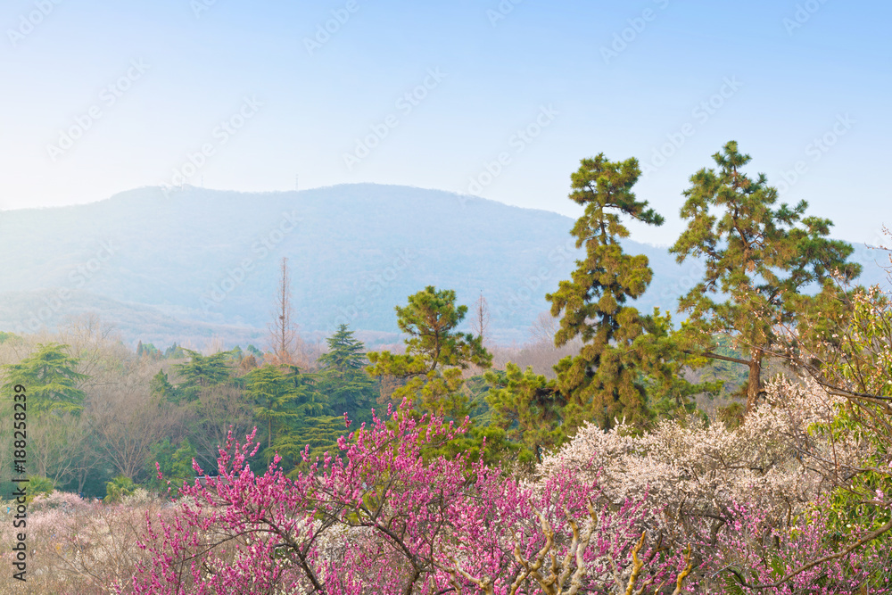 Park in early spring. Located in Nanjing, Jiangsu, China.