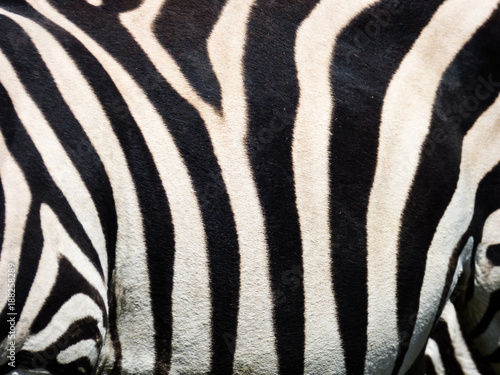 Zebra close up