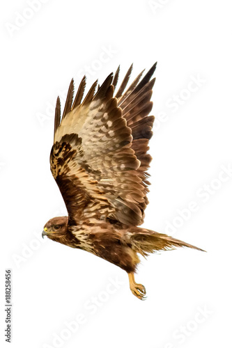 Poiana (Buteo Buteo)