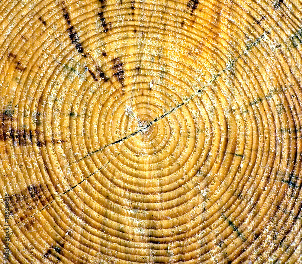 Naklejka premium Baumstumpf