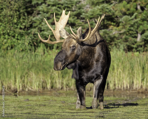 Regal Bull Moose