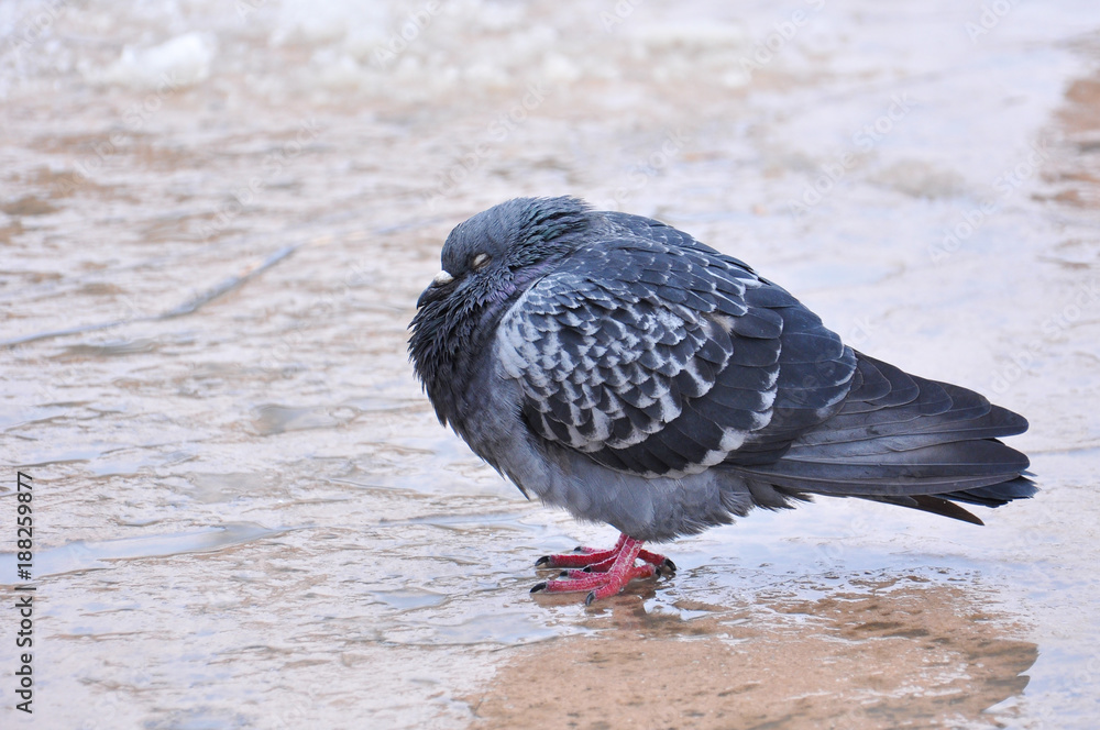 Pigeon in park on snow. Frozen pigeons in winter time Pigeon in park on snow. Frozen pigeons in winter time