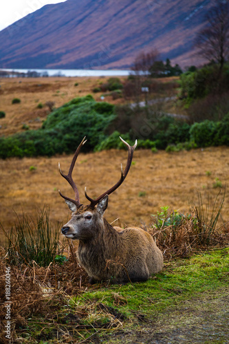 deer in the valley of glen etive in the highlands of scotland during winter