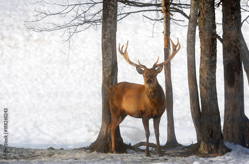 The portrait of male red deer in winter landscape at early morning in Austria with snow.