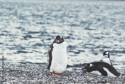 Island of Penguins in the Beagle Channel, Ushuaia, Argentina.