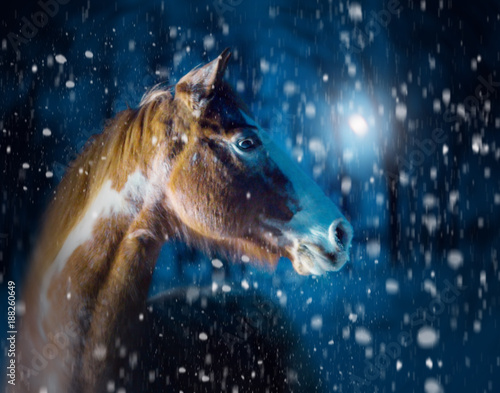 Portrait of red piebald horse with the white nose on the dark blue night background with the moon, trees and snow © ashva