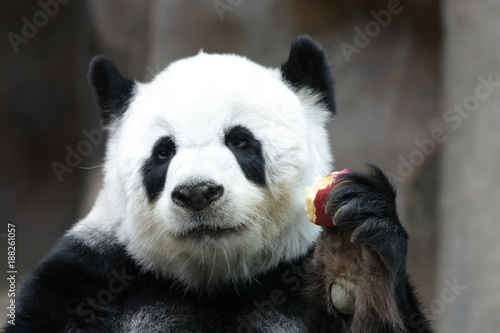 Fototapeta Naklejka Na Ścianę i Meble -  Male 