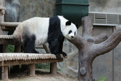 Fototapeta Naklejka Na Ścianę i Meble -  Male 
