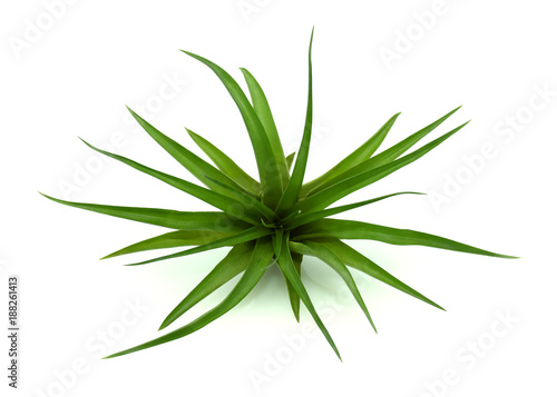 Air plant on white background