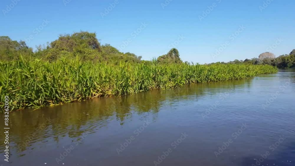 Boat in motion shows margin, vegetation. Image in the Pantanal Biome. Mato Grosso do Sul state, Central-Western - Brazil. Boat in motion shows margin, vegetation. Image in the Pantanal Biome. Mato Grosso do Sul state, Central-Western - Brazil.