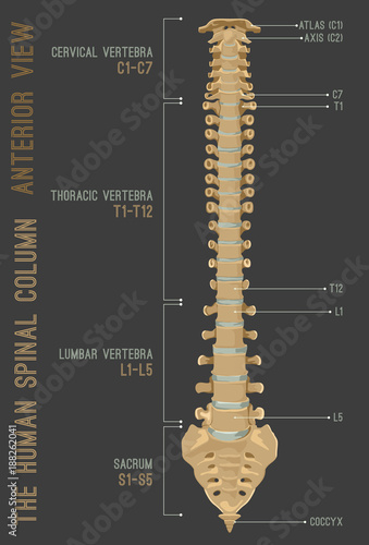 Human Spine Column