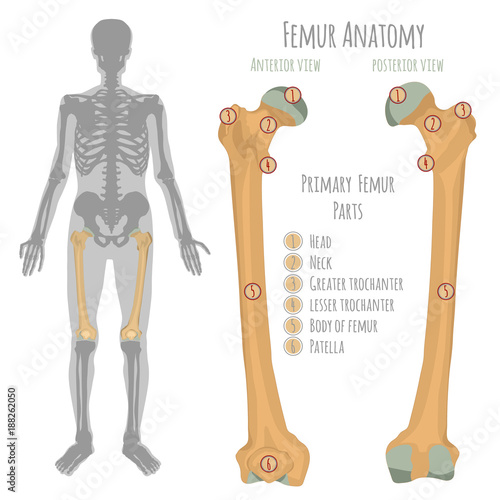 Male hip bone anatomy