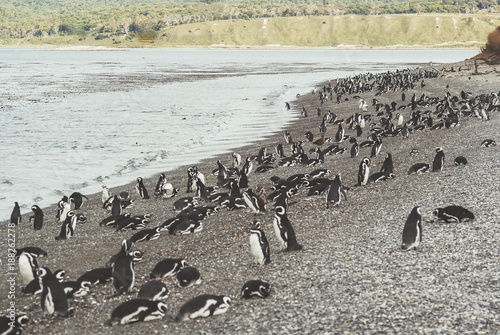 Magellanic penguins in Patagonia, Argentina