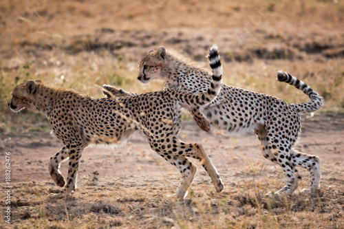 Junge Geparden im Spiel © EinBlick