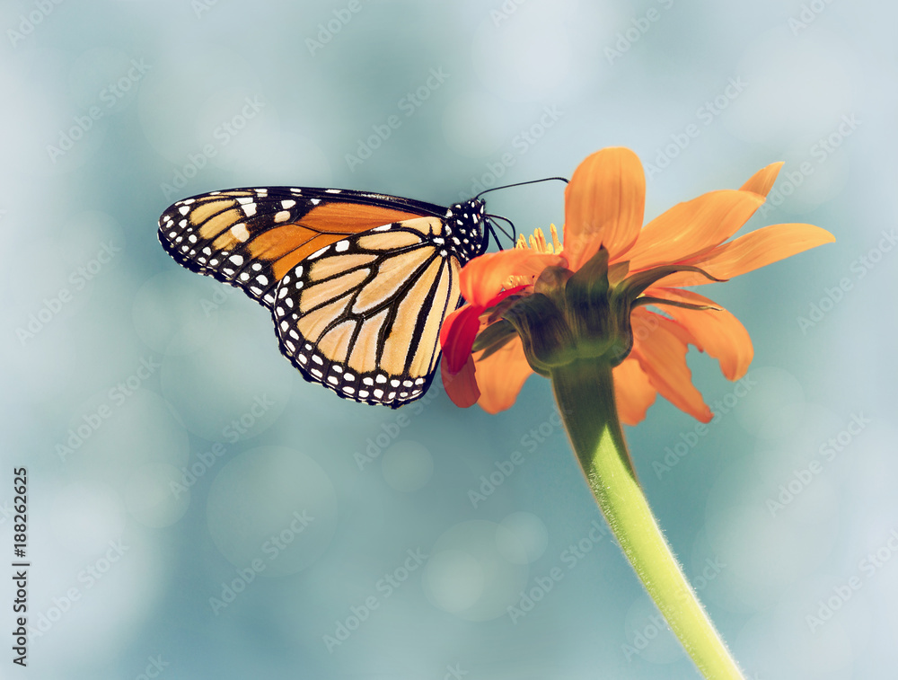 Fototapeta Monarch butterfly (Danaus plexippus) żywienia na meksykańskiej słonecznika. Niebieskiego nieba tło z rocznika filtra skutkami.