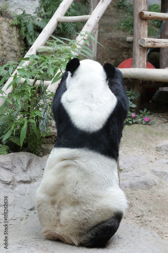 Fototapeta Naklejka Na Ścianę i Meble -  Male 