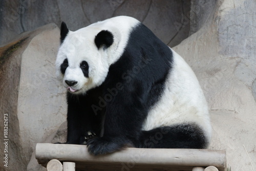 Fototapeta Naklejka Na Ścianę i Meble -  Male 