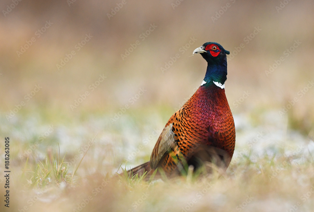 Naklejka premium Ringneck Pheasant (Phasianus colchicus)
