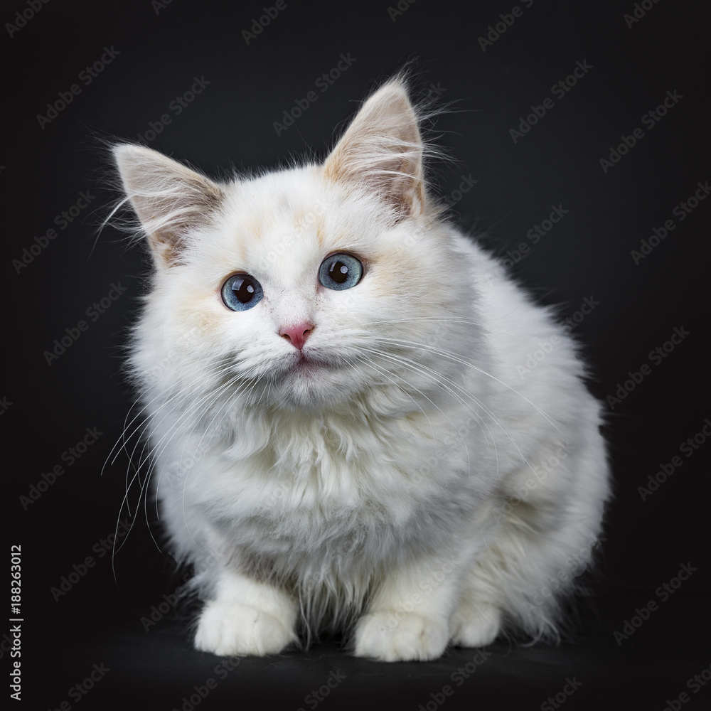 Blue eyed ragdoll cat / kitten laying isolated on black background facing camera waiting